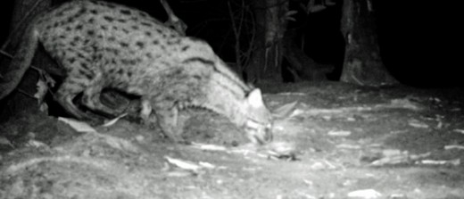 First photo evidence of Fishing Cat in SW Cambodia from 2015 Fishing Cat survey